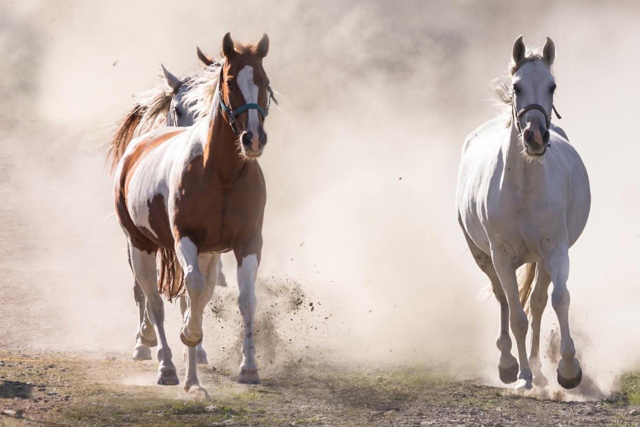 Ranchhouse Smoker- Westernstable - Horse Elterlein Εξωτερικό φωτογραφία